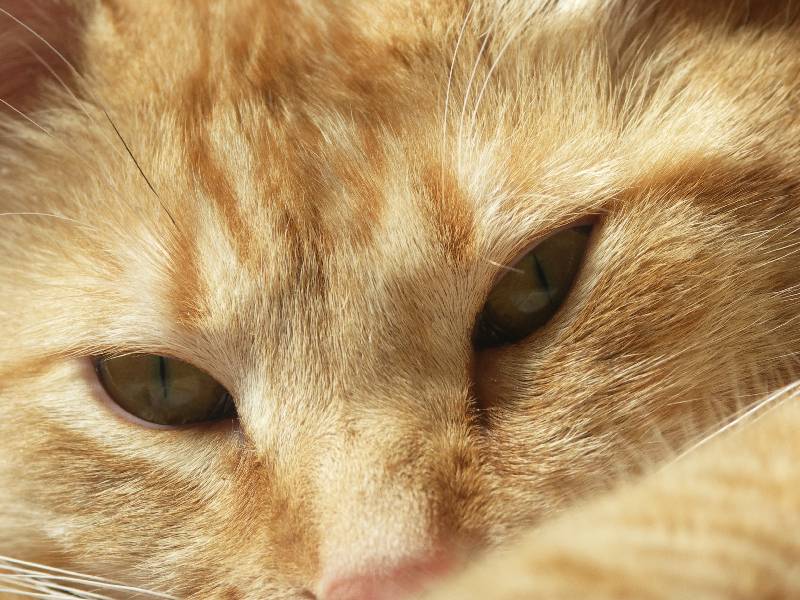 pictures of eyes close up. Close-up of Winnie#39;s eyes