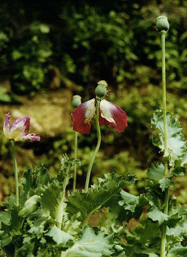 Opium Poppy [copyright Andy Carvin]