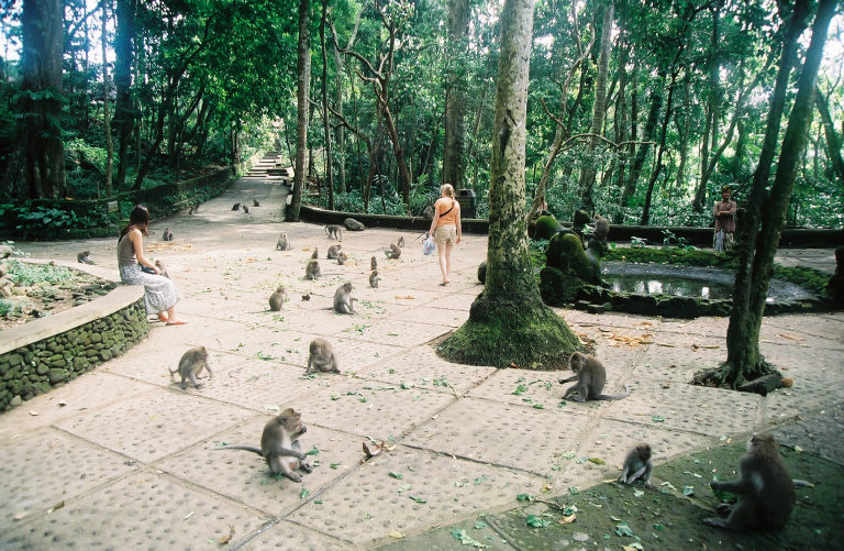 http://www.edwebproject.org/bali/gallery/pics/monkey.suswalk.jpg