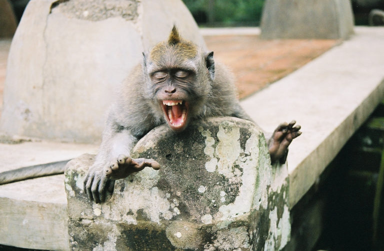 monkey.yawns.jpg