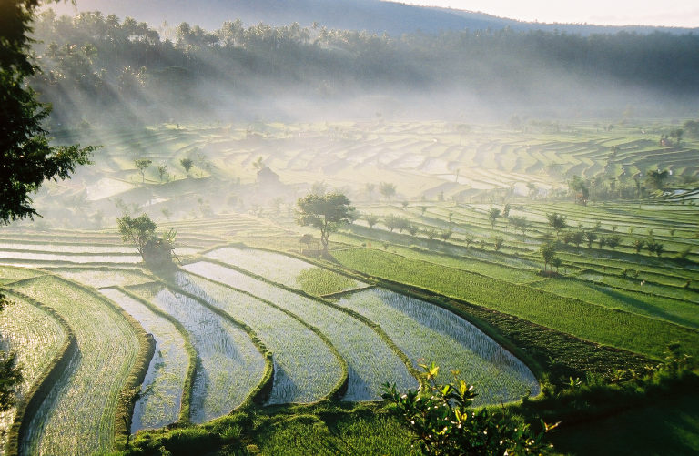 rice paddies in the morning, Tirta Gangga
