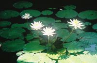 Lotus flowers in a pond at the hotel