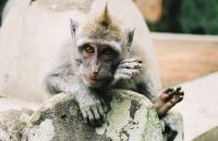 A friendly monkey poses for the camera