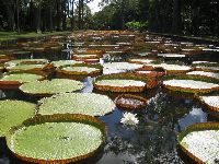 water lillies