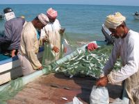 Fisherman haul ashore a fresh catch