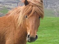 Icelandic Horse