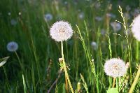 Dandilions