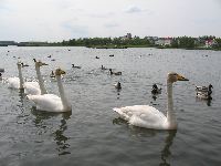 Swans